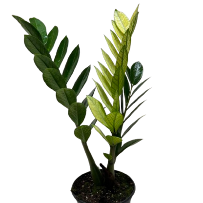 Zamioculcas 'Chameleon'