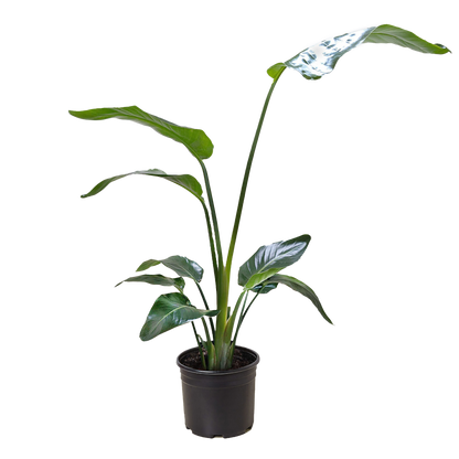 White Bird of Paradise 'Strelitzia Nicolai'