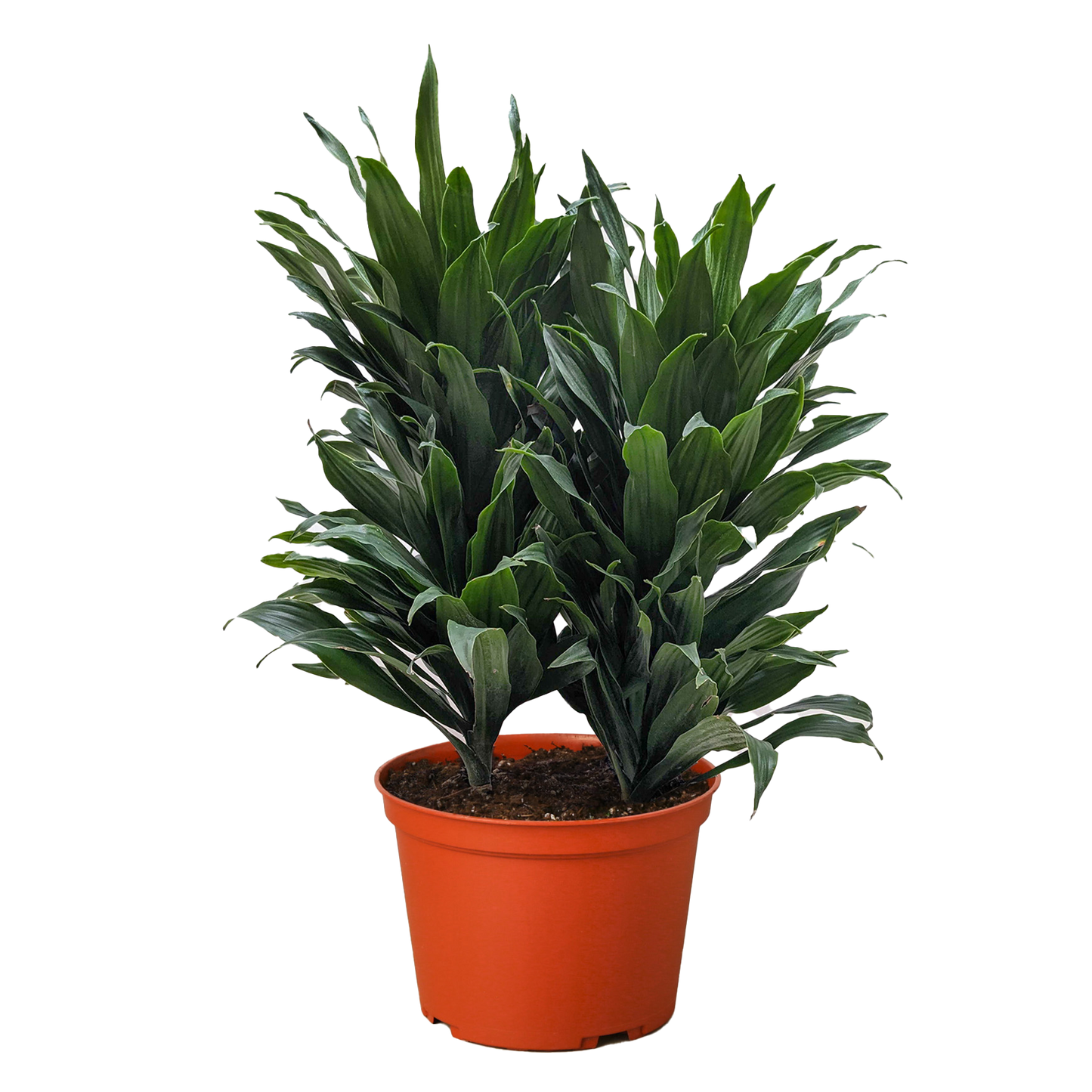 Dracaena 'Janet Craig'