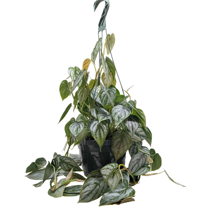 Philodendron 'Brandi'
