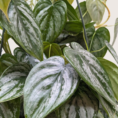 Philodendron 'Brandi'