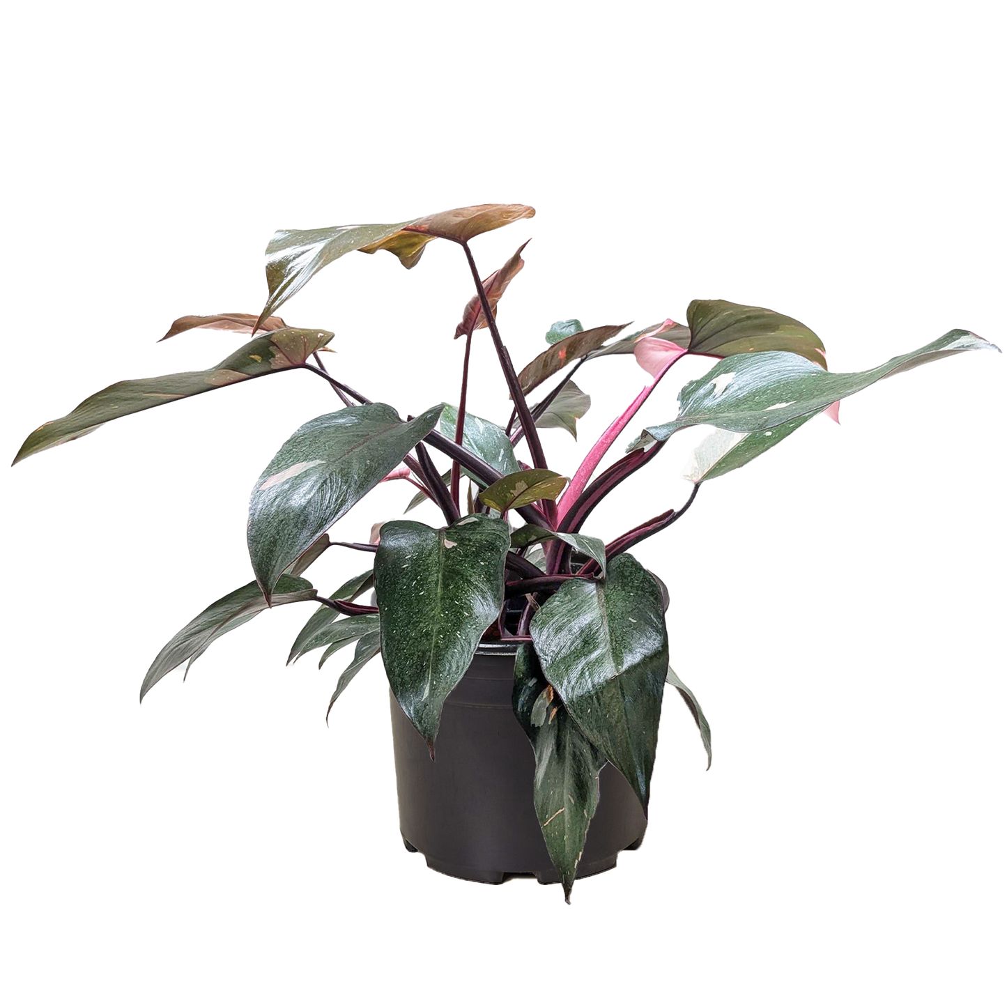 Philodendron 'Pink Princess'