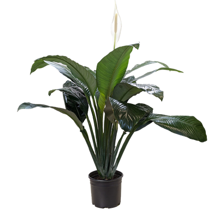 Spathiphyllum 'Peace Lily'