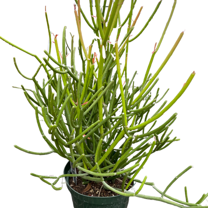Euphorbia 'Pencil Cactus'