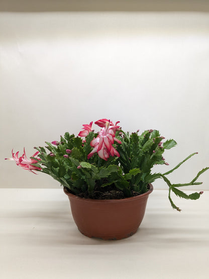 Zygocactus 'Christmas Cactus'