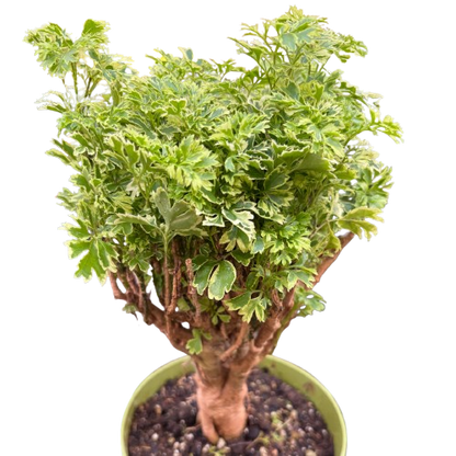 Aralia Ming Gold Mini Bonsai