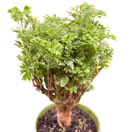 Aralia Ming Gold Mini Bonsai
