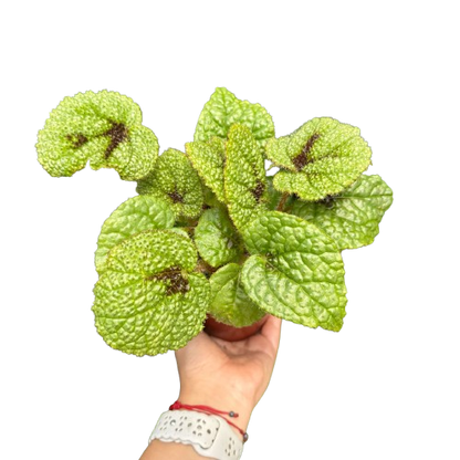 Begonia 'Iron Cross'