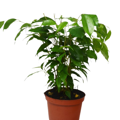 Ficus 'Benjamina' - 6" Pot