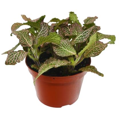 Fittonia 'Pink'