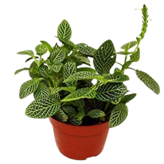 Fittonia 'White Nerve Plant' - 4" Pot - NURSERY POT ONLY