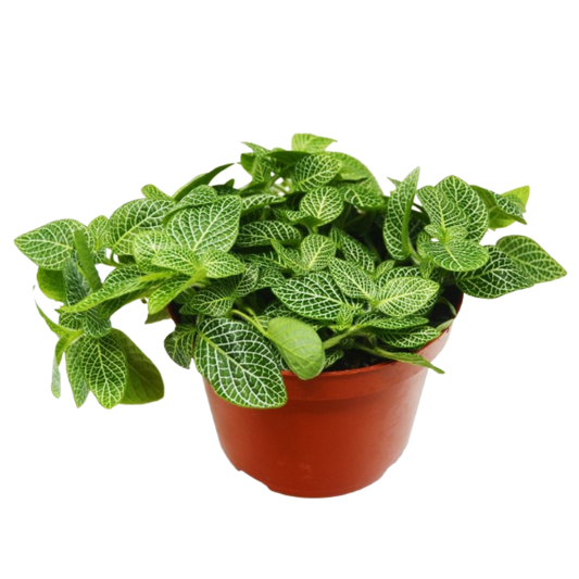 Fittonia 'White Nerve Plant' - 6" Pot - NURSERY POT ONLY