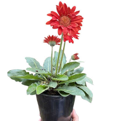 Gerbera Sweet Love Red