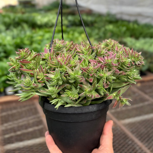 Succulent Crassula Capitella Red