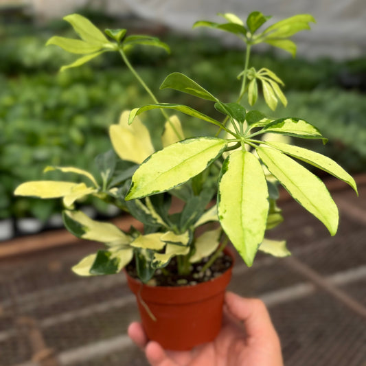 Schefflera Trinette