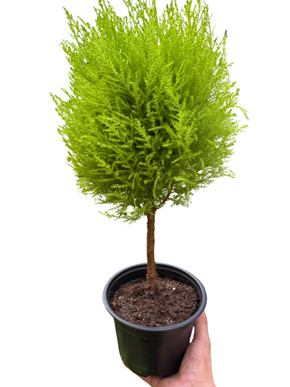 Cypress Lemon Topiary