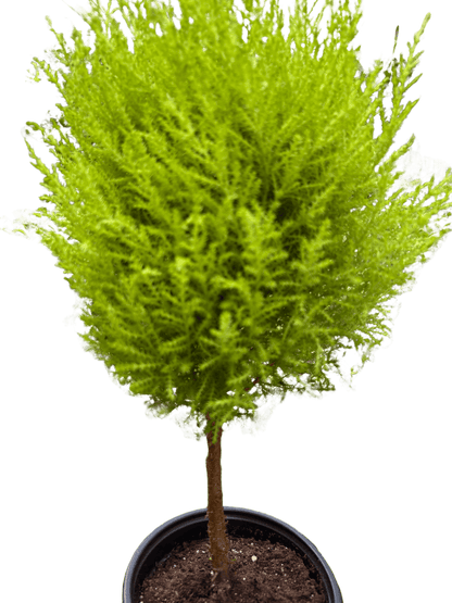 Cypress Lemon Topiary