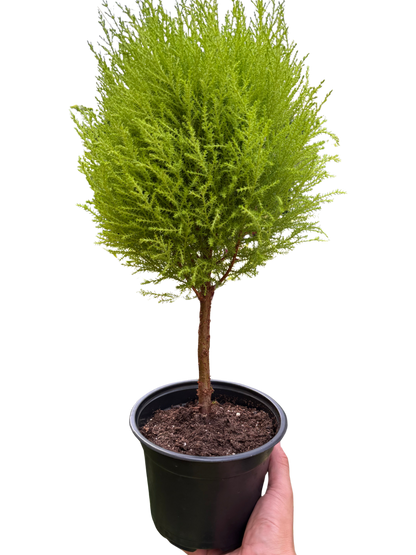 Cypress Lemon Topiary