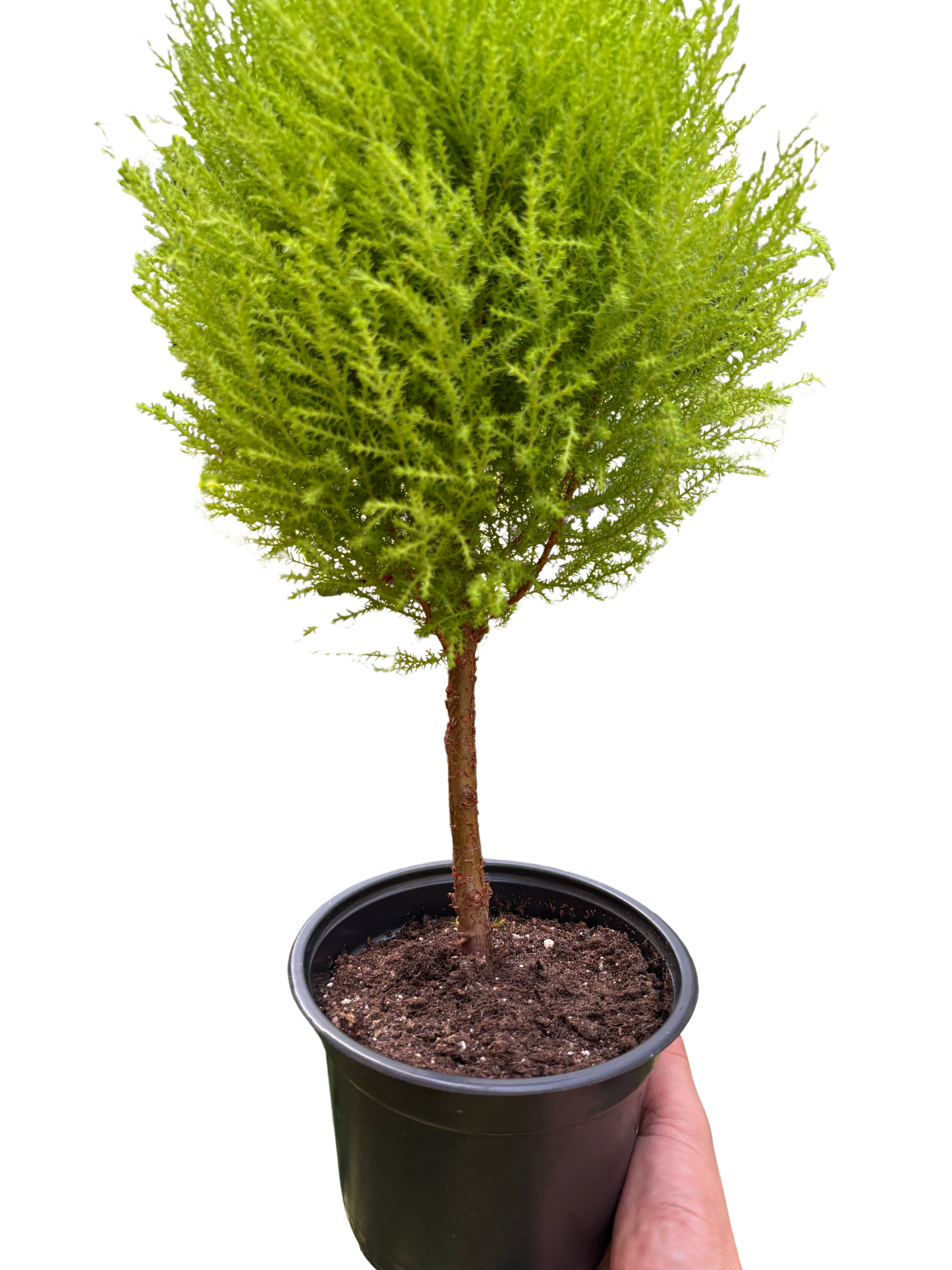 Cypress Lemon Topiary