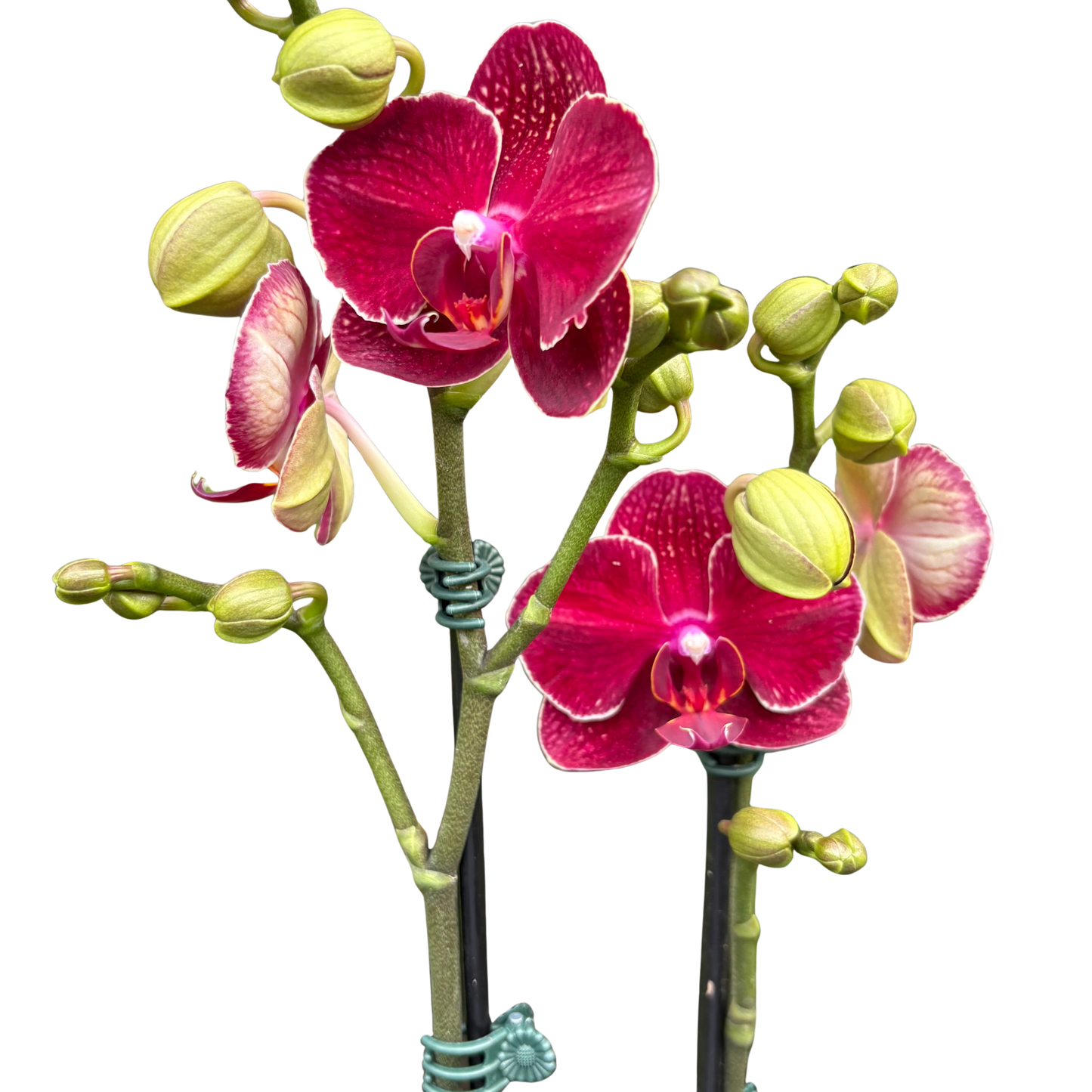 Orchid 'Red Phalaenopsis'