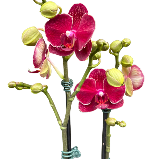 Orchid 'Red Phalaenopsis'