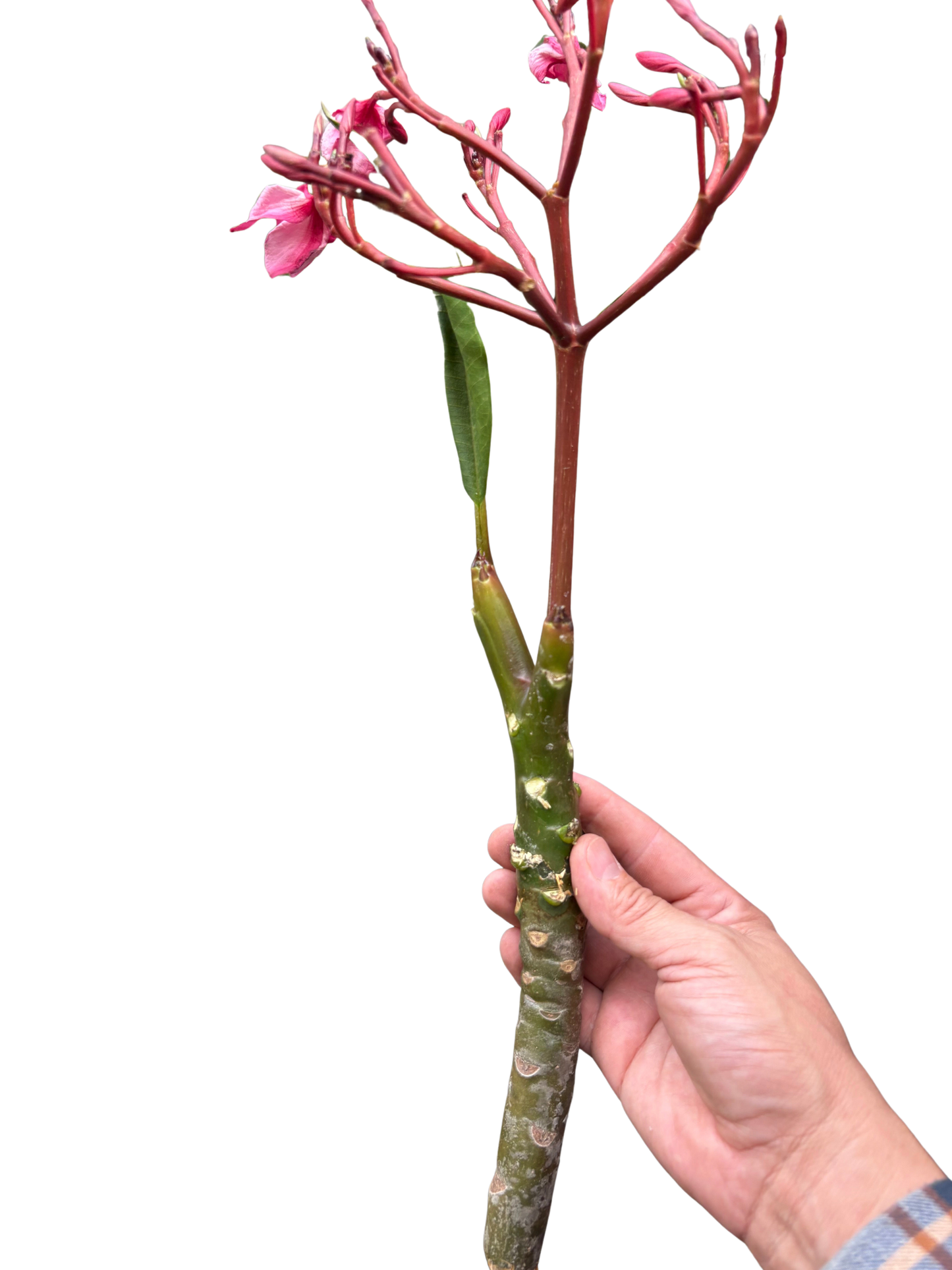 Plumeria Mex Pink Single