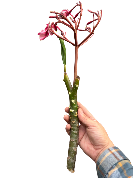 Plumeria Mex Pink Single