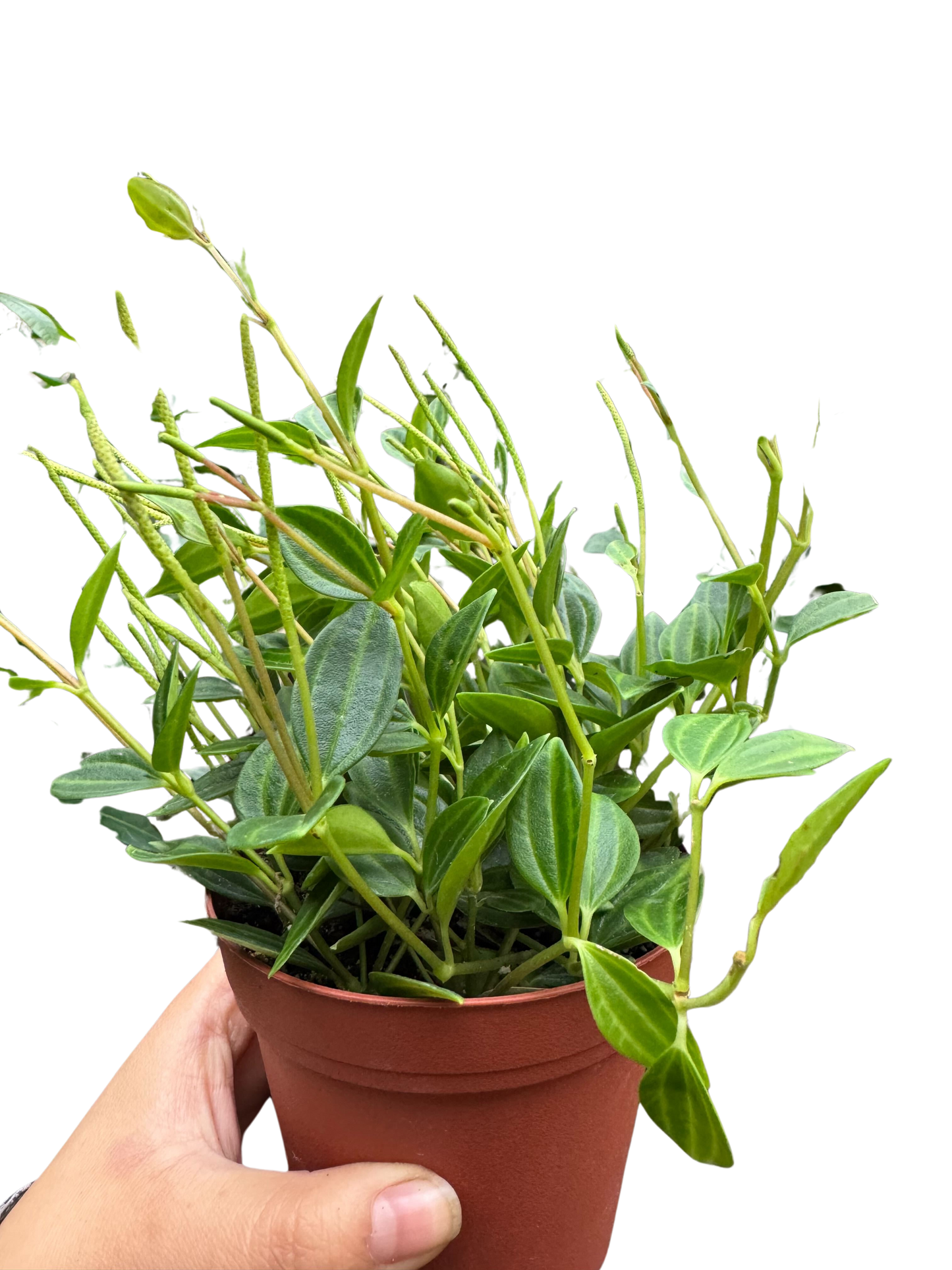 Peperomia 'Angulata'