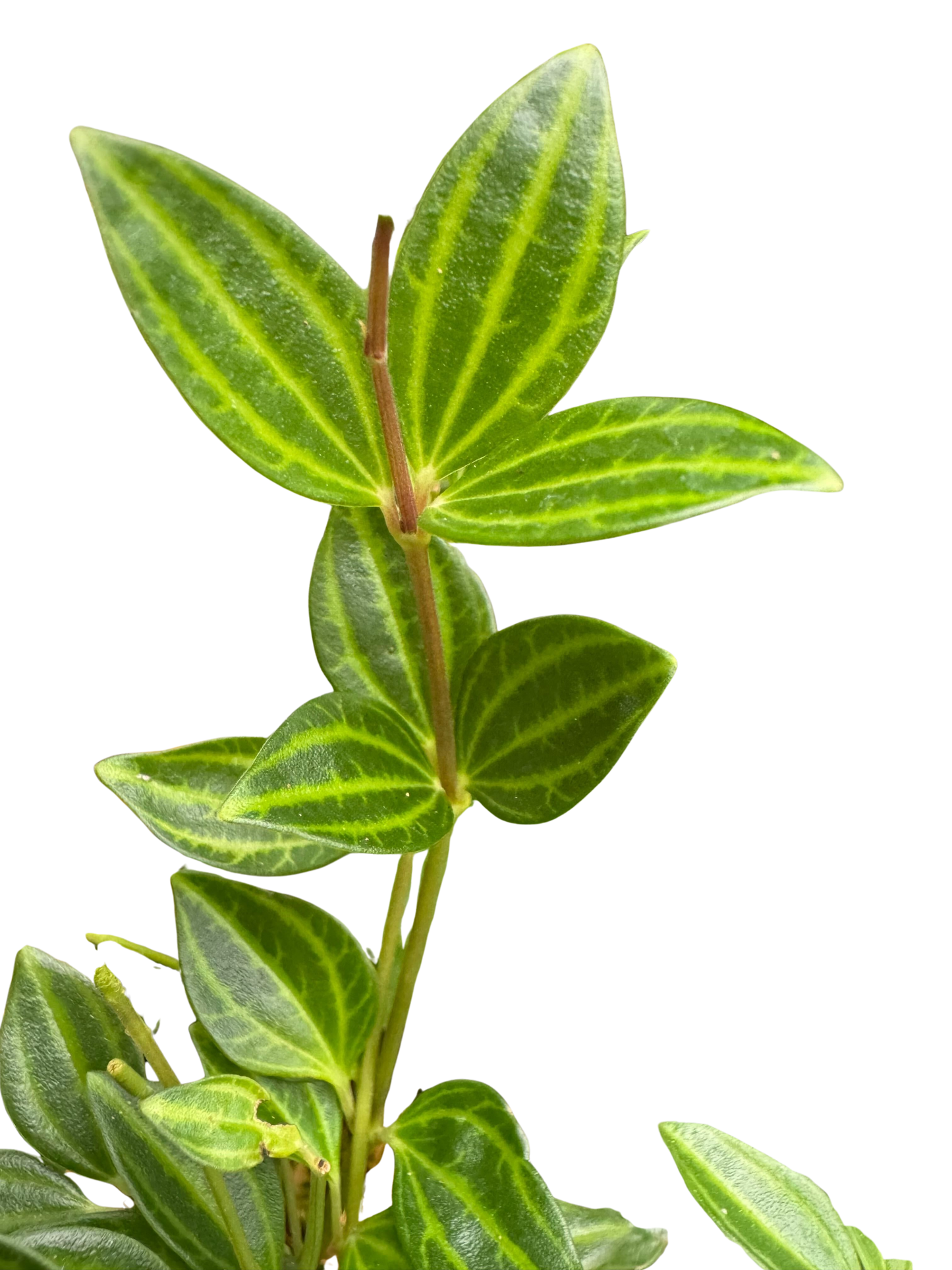 Peperomia 'Angulata'