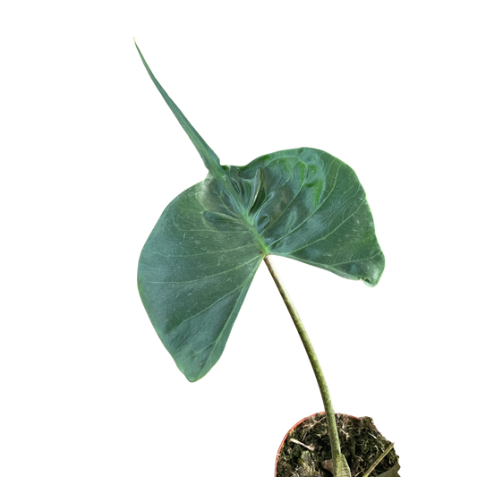 Alocasia macrorrhizos 'Stingray'