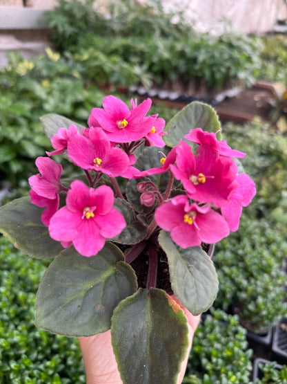 African Violet