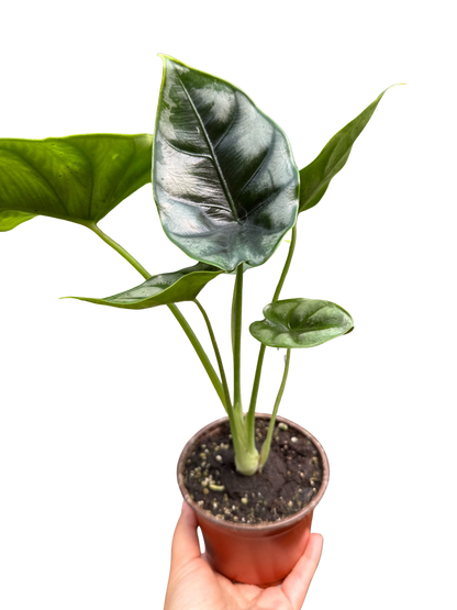 Alocasia 'Reversa'