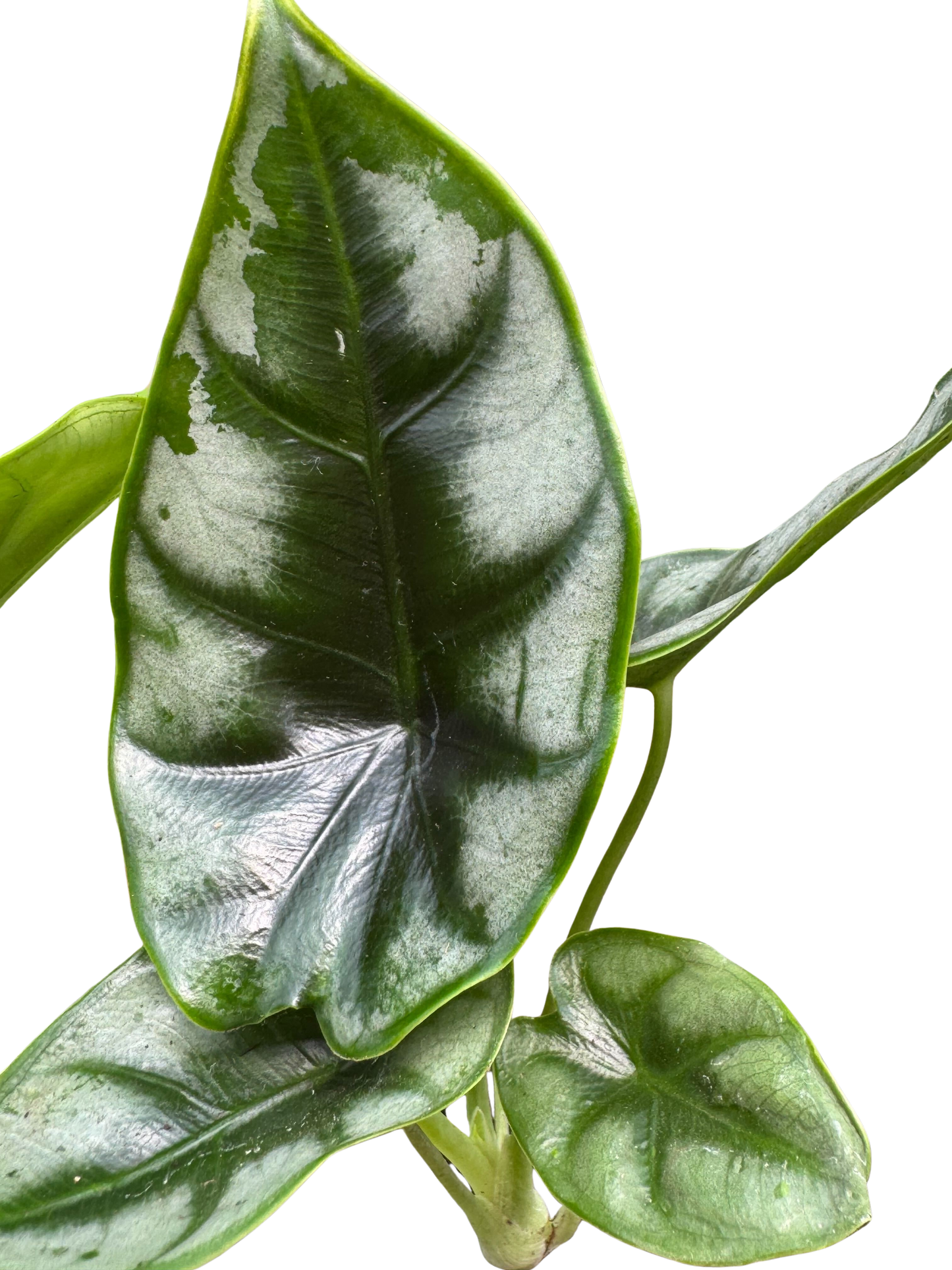Alocasia 'Reversa'