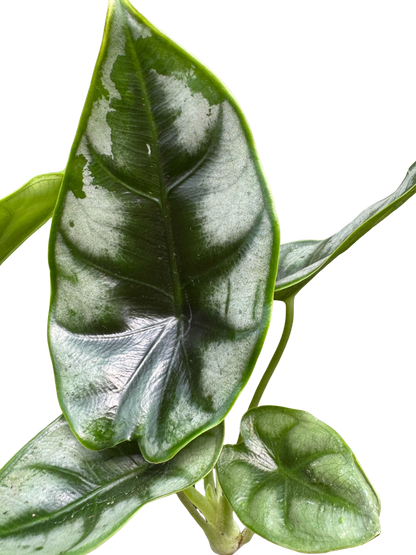 Alocasia 'Reversa'