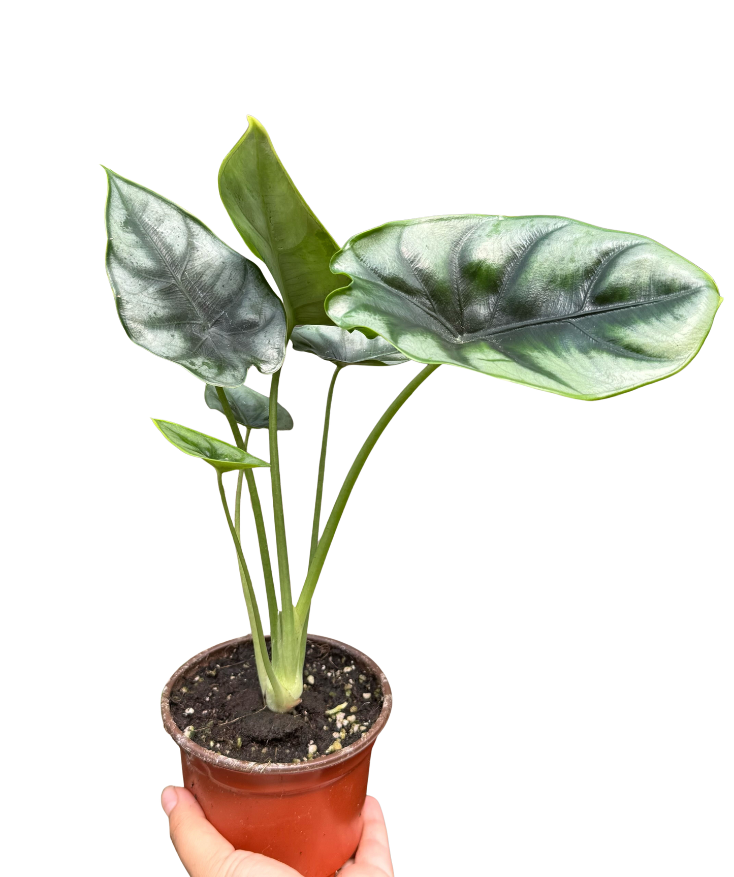 Alocasia 'Reversa'