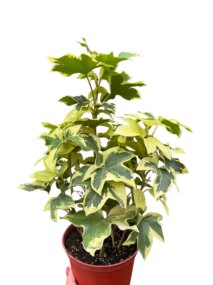 Ivy Tree Variegated
