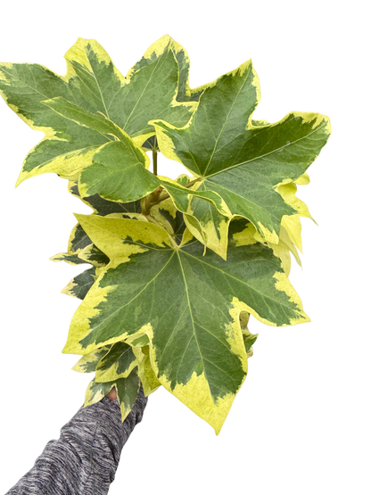 Ivy Tree Variegated