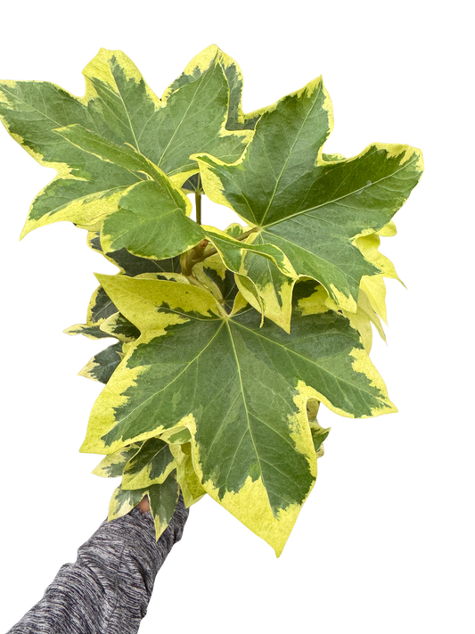 Ivy Tree Variegated