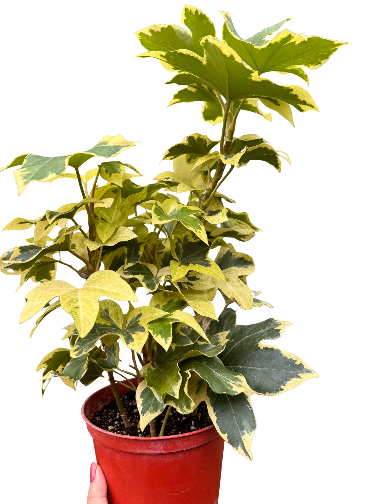 Ivy Tree Variegated