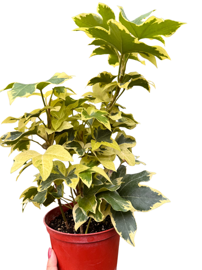 Ivy Tree Variegated