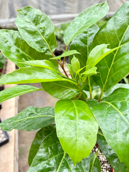 Schefflera Actinophylla