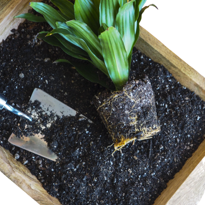Indoor Plant Potting Soil - Puck
