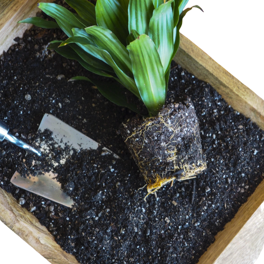 Indoor Plant Potting Soil - Puck