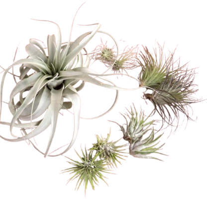 Mothers Day Air Plant Bundle