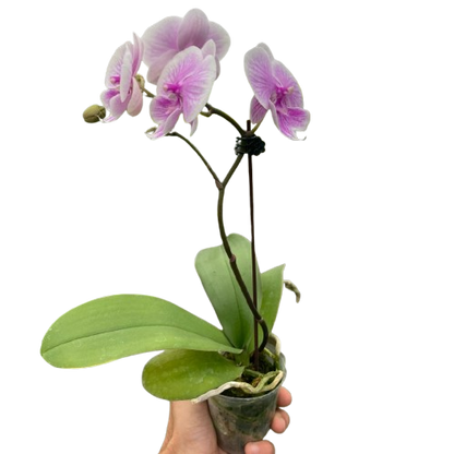 Orchid 'Light Pink Phalaenopsis'