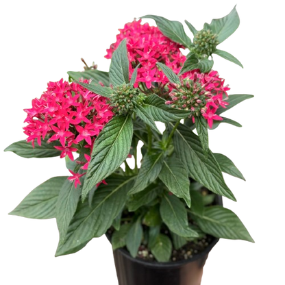 Pentas Red