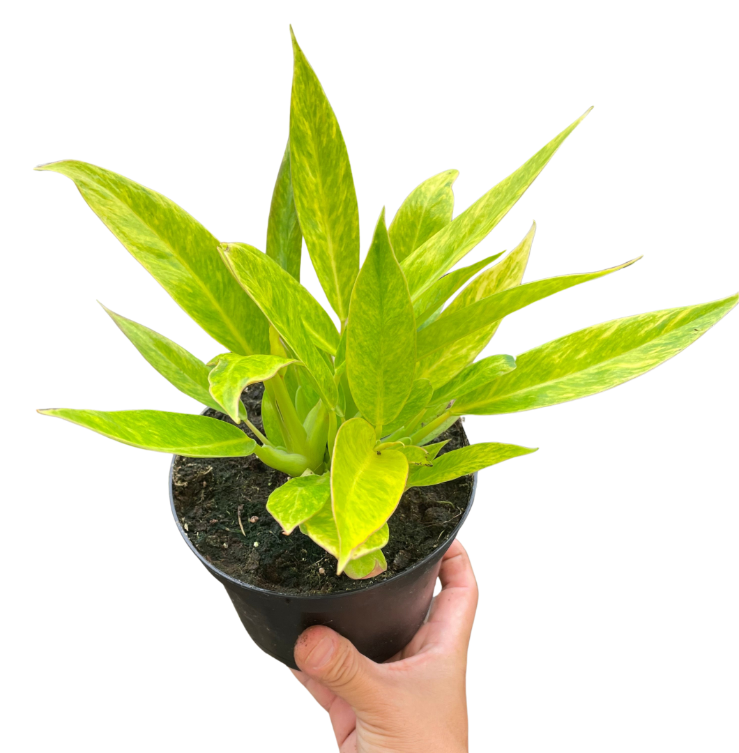 Philodendron 'Calkins Gold'