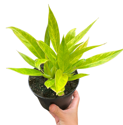 Philodendron 'Calkins Gold'