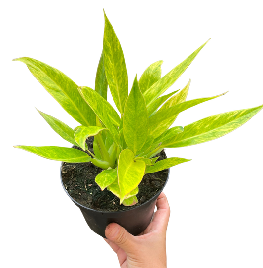 Philodendron 'Calkins Gold'