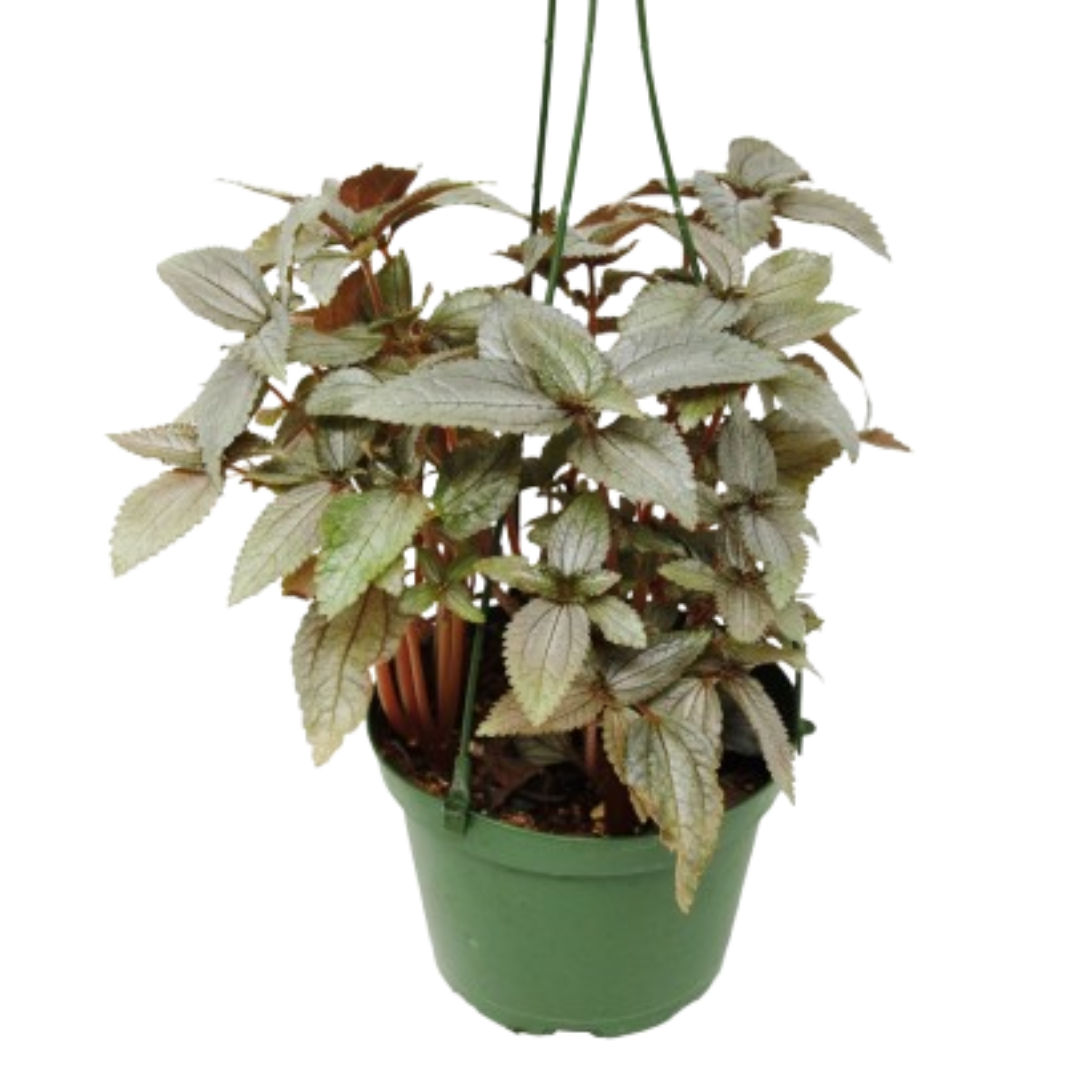 Pilea Ellen - In 6" Pot